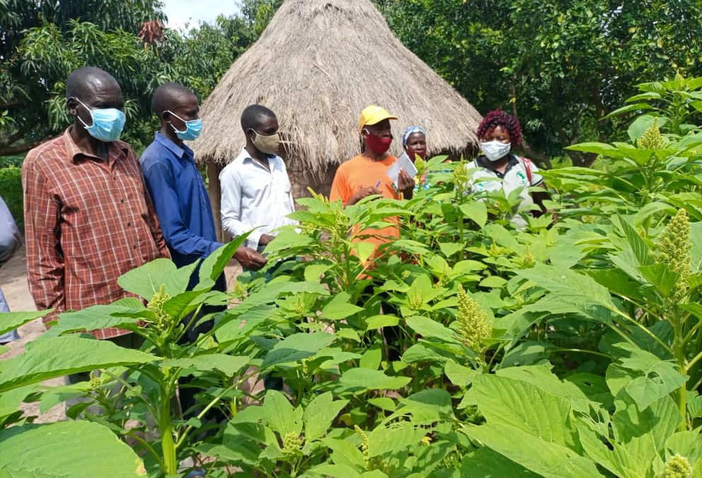 Sasakawa Global 2000 Boosting Agricultural Production in Lango