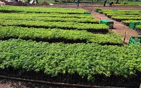 Alito Farmers In Kole To Plant Over 10,000 Trees To Mitigate Climate Change