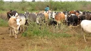 Otuke Residents Accuse Karamojong Herdsmen Of Theft
