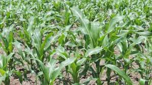 Peasants In Lango Cry Foul Over Alleged Fake Maize Seeds